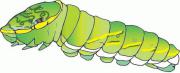 caterpillar-illust1.jpg