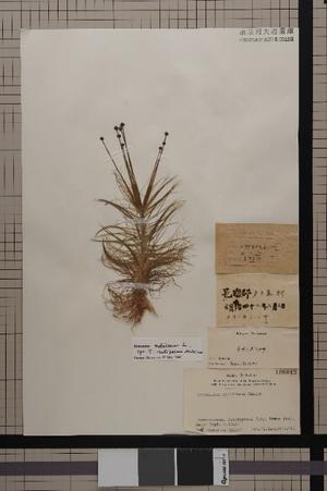 shoei-herbarium2020_photo1.jpg